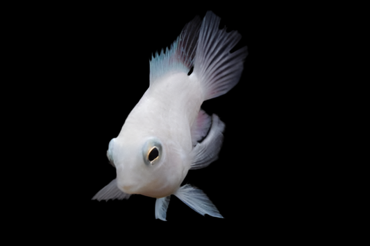 Platinum Mini Parrot- Amphilophus citrinellus 1.5”- 2”