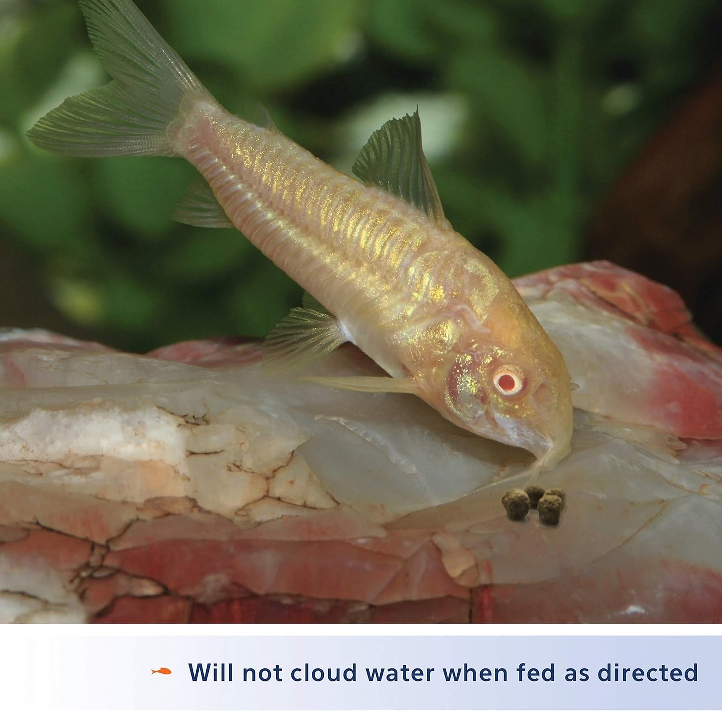 Aqueon Shrimp Pellets