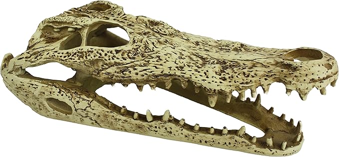 Komodo Alligator Skull Hideout - 9"