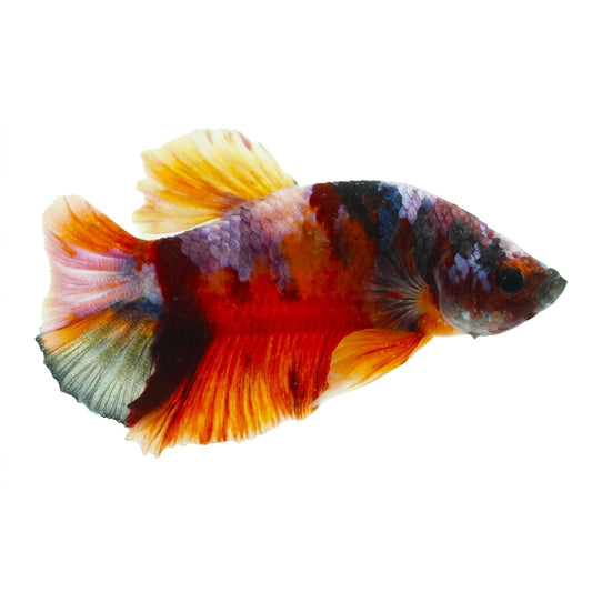 Plakat Copper Betta - male Concrete Blonde Aquatics