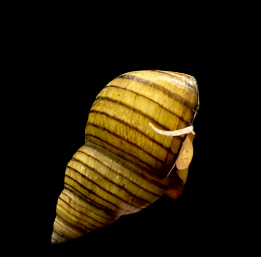 Striped Wizard Snail - Filopaludina martensi