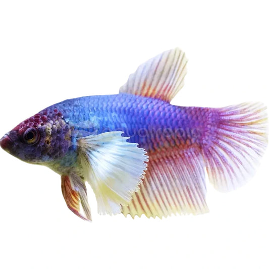 Female Betta Delta Super Dumbo Ear mixed colours Concrete Blonde Aquatics
