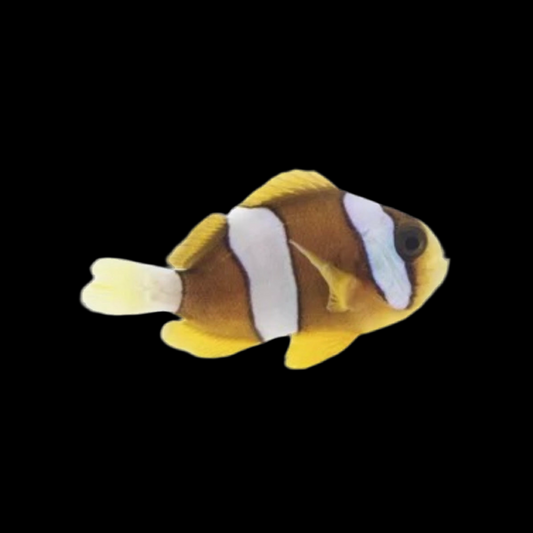 Captive Bred Clarkii Clownfish