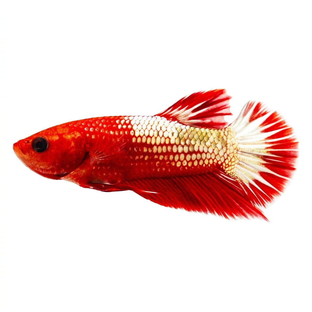 Plakat Hellboy Betta - male Concrete Blonde Aquatics