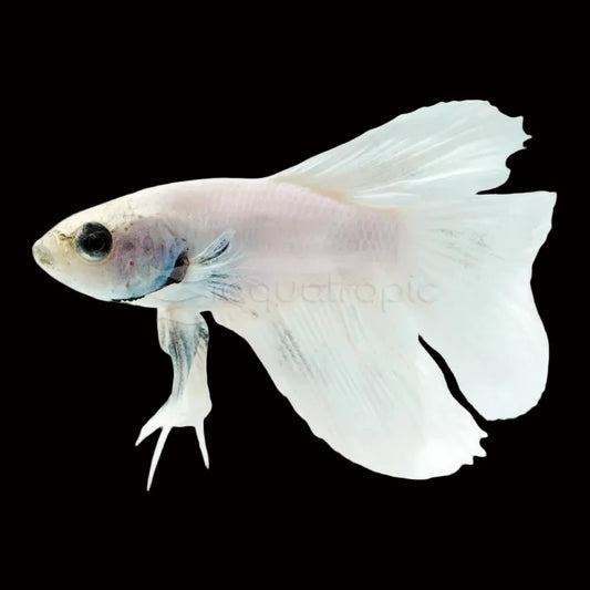 White Dumbo Ear Betta - male Concrete Blonde Aquatics