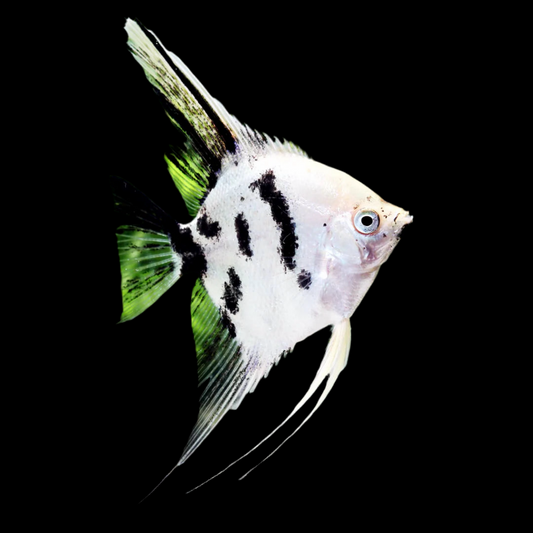 Panda Angelfish