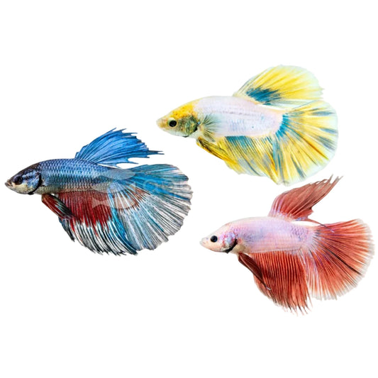 Betta Delta Dragon Super Scale Mixed colours - Male Concrete Blonde Aquatics