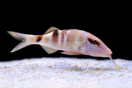 Crimson Manybar Goatfish MAC Certified