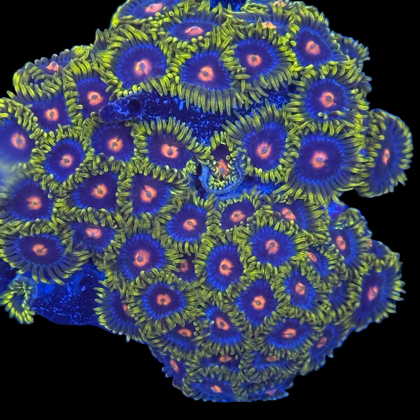 Blow Pop Zoanthids Wysiwyg