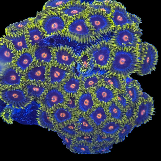 Blow Pop Zoanthids Wysiwyg