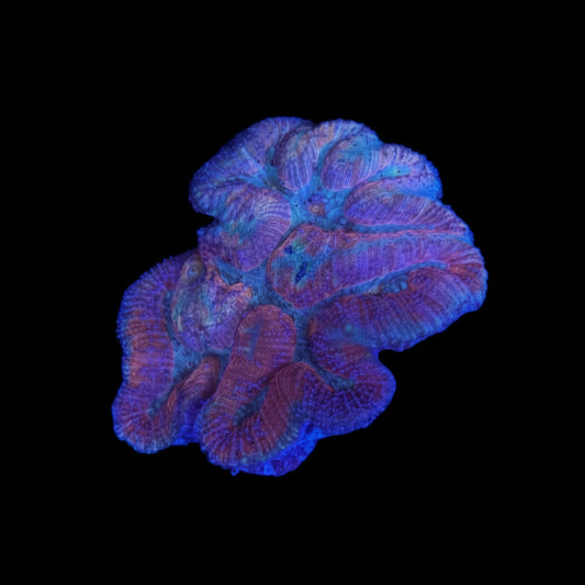 Pink Symphyllia Wysiwyg