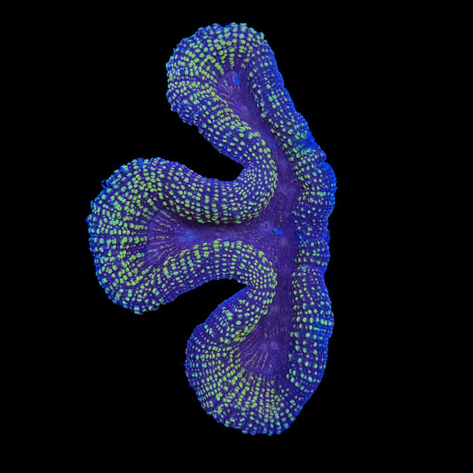 Metallic Symphyllia Wysiwyg