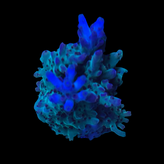 Acropora Granulosa frag