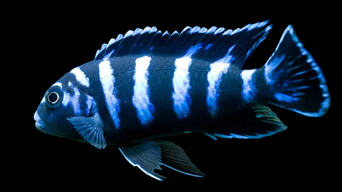 Demasoni Cichlid - juvenile