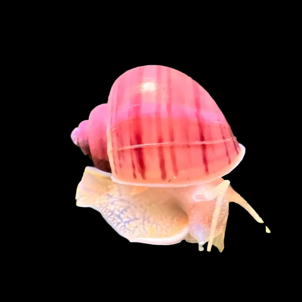 Magenta Mystery Snail Concrete Blonde Aquatics
