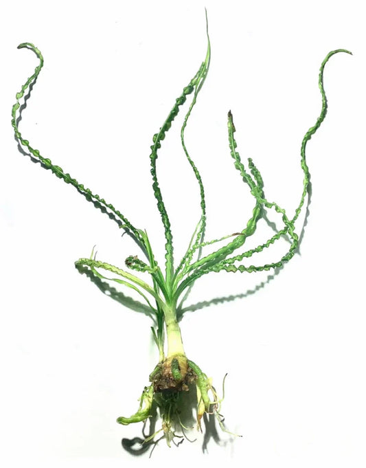 Crinum Calamostratum