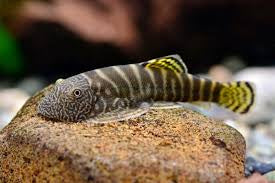 Striped Borneo sucker loach