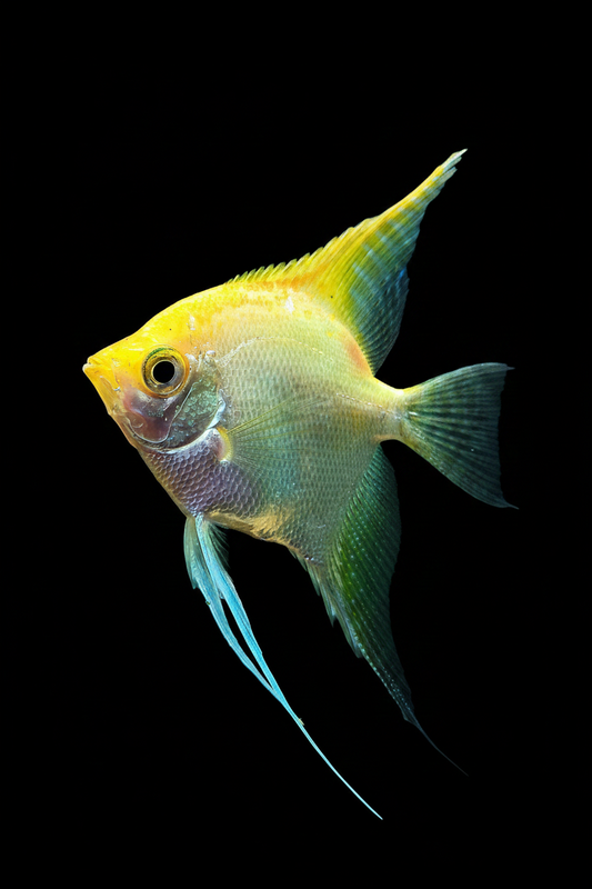 Mixed Gold Angelfish small