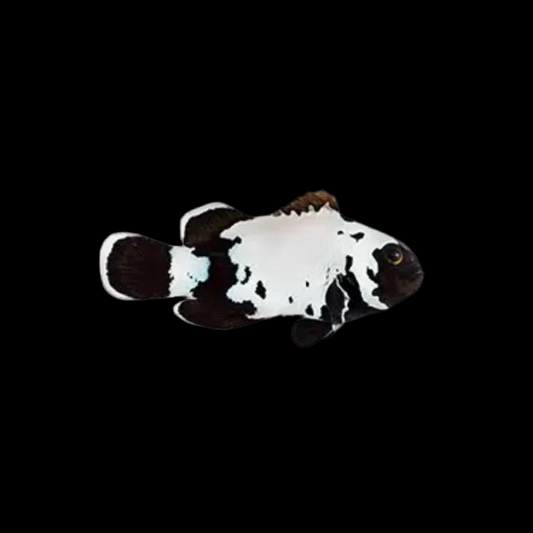 Captive Bred Premium Black Snowflake Clown