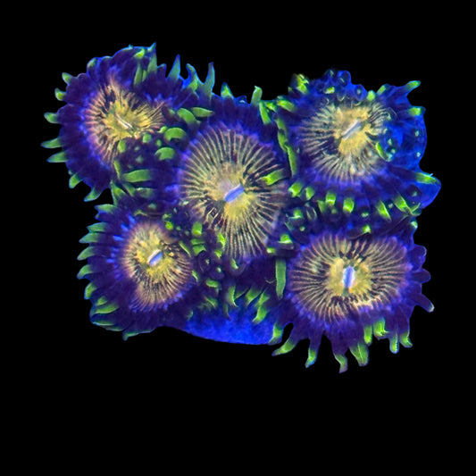 Nirvana Zoanthid