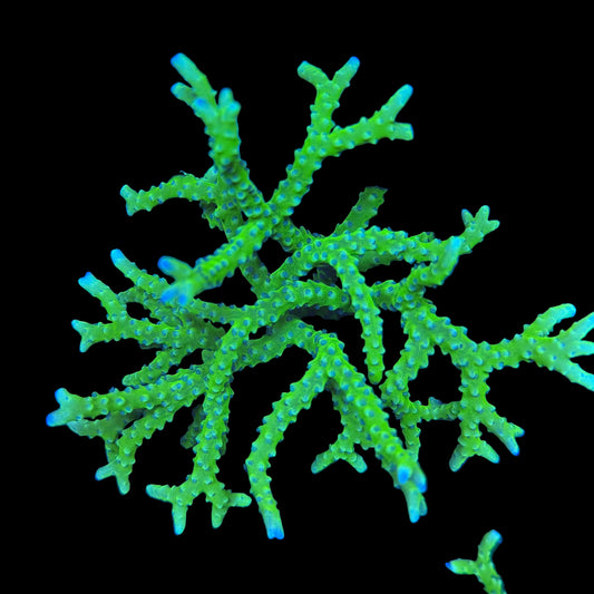 Green Goblin Anacropora Large Colony