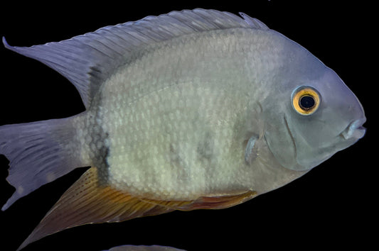 Green Severum 6-7”