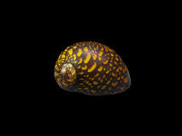 Black batik Nerite snail
