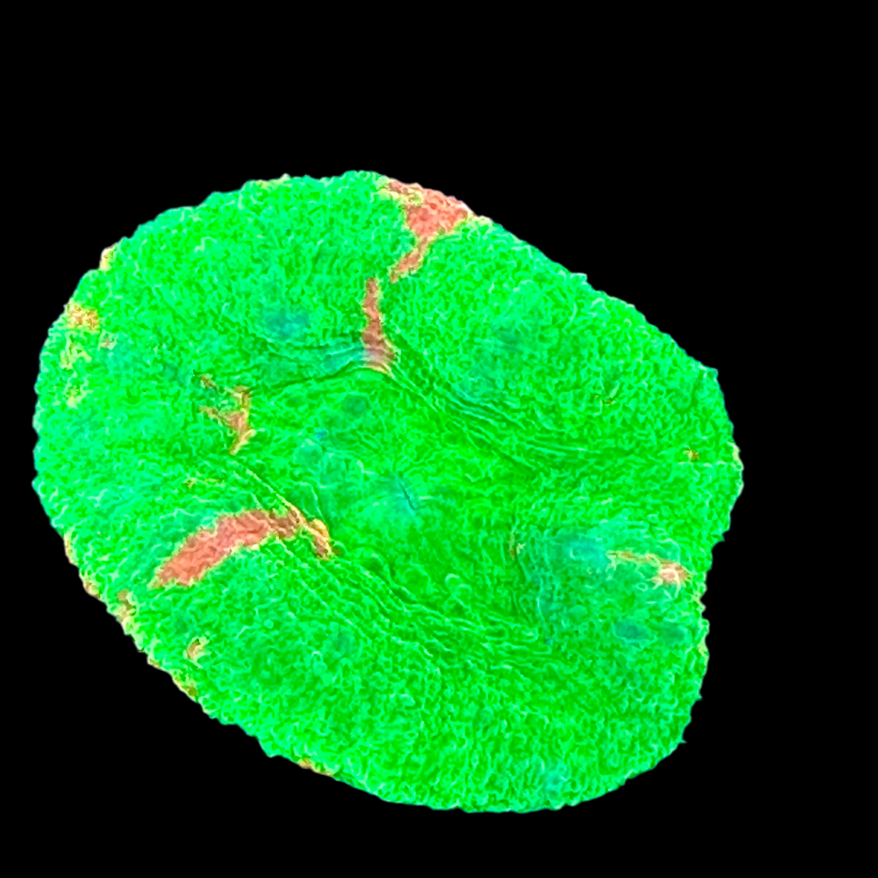 Ultra neon Aussie Bleeding Apple Scoly – Concrete Blonde Aquatics