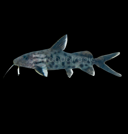 Synodontis Piedratus 1.5”