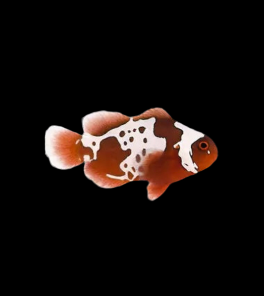 Captive Bred Gold Lightning Maroon Clownfish