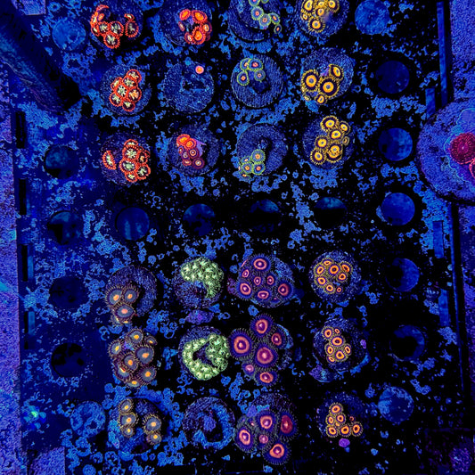 Designer Zoanthid Frags $40
