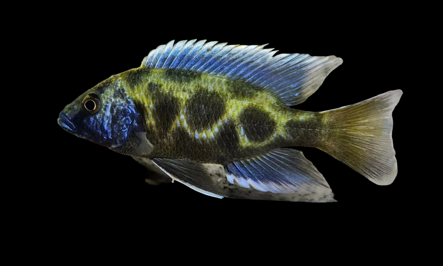 Malawi venustus 2.5-3" Giraff cichlid