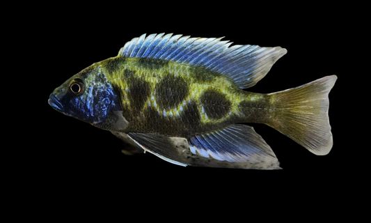 Malawi venustus 2.5-3" Giraff cichlid