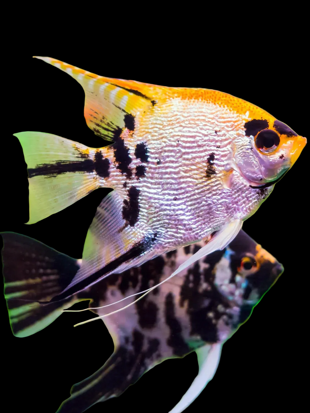 Mixed Angelfish Large