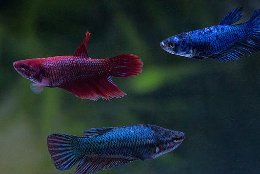 Female veil tail betta