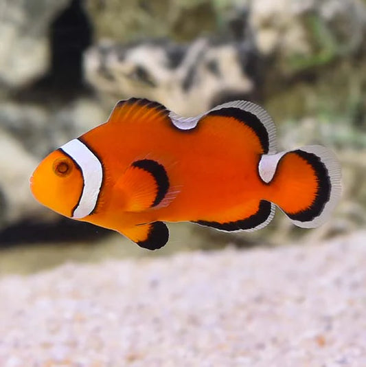 Captive Bred Misbar Ocellaris Clownfish