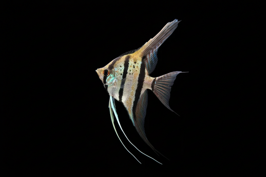 Spotted Rio Naynay Angelfish (Lg)