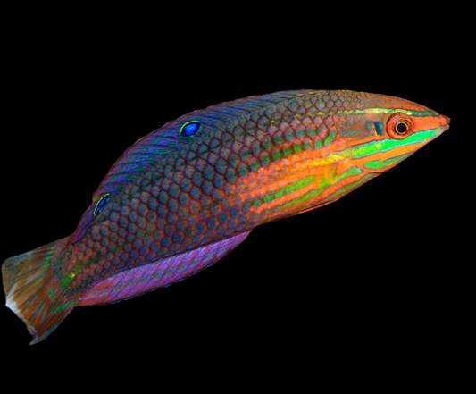 Xmas Wrasse Biocellatus Male Sm