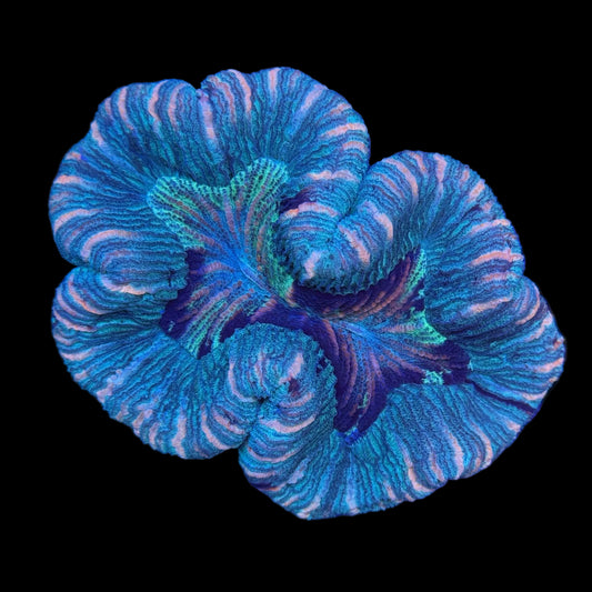 Red Rim Trachyphyllia