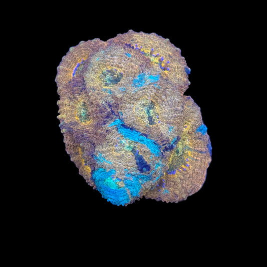 Acanthastrea ultra frags