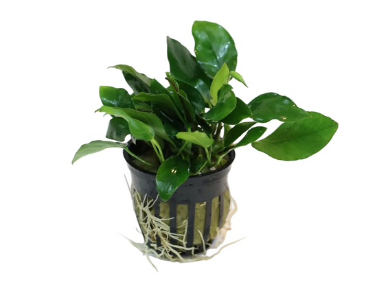 Anubias Nana narrow leaf (Anubias barteri var. nana)