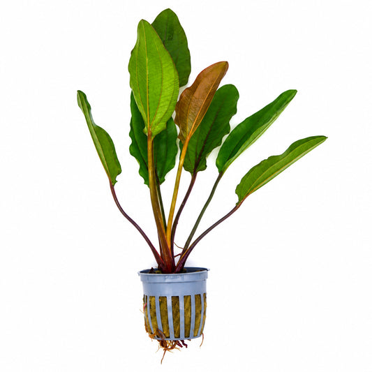 Echinodorus sp. ‘Altlandsberg’ Sword Afishionados