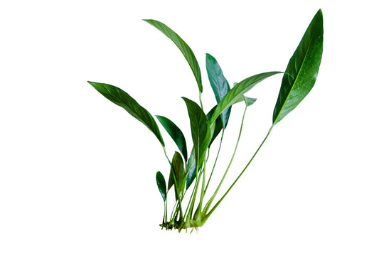 Anubias Frazeri (Anubias barteri x A. heterophylla)