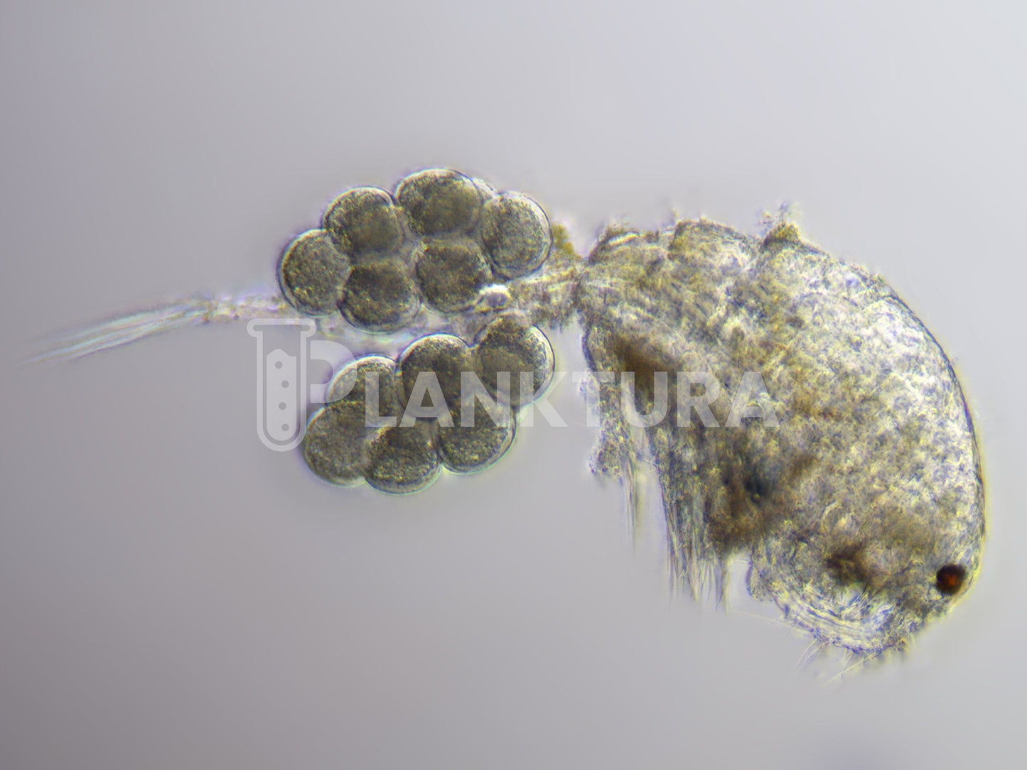 Apocyclops Live Copepods - Reef Pulse