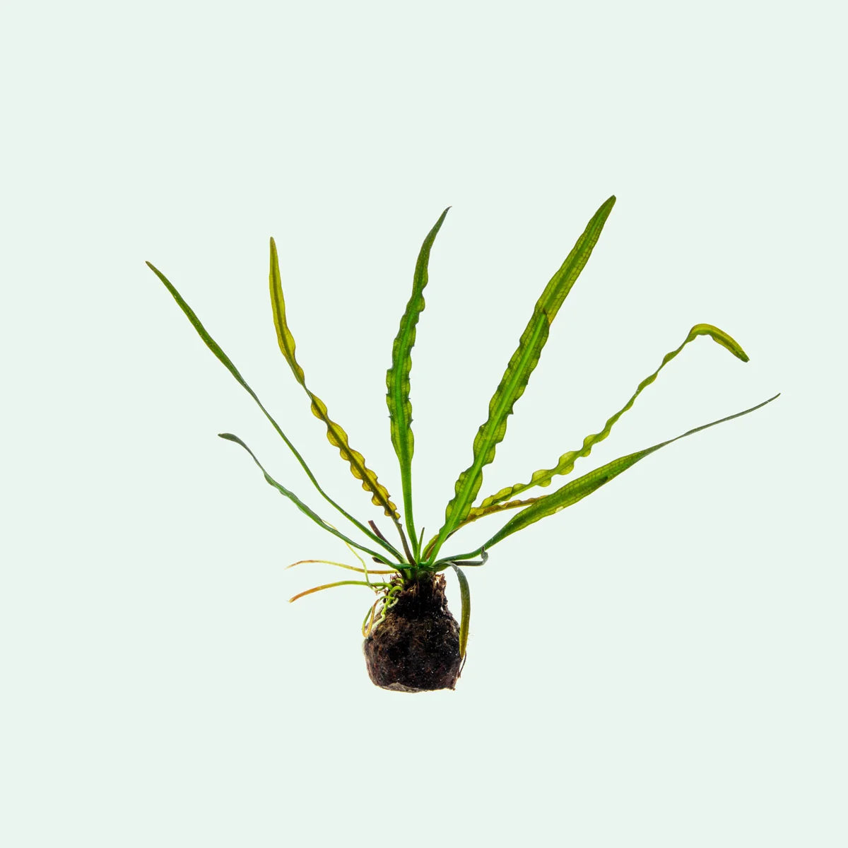 Aponogeton longiplumulosus loose bulb Afishionados