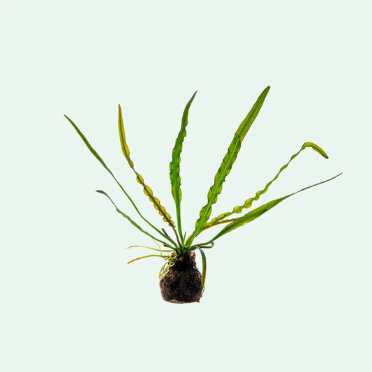 Aponogeton longiplumulosus loose bulb Afishionados