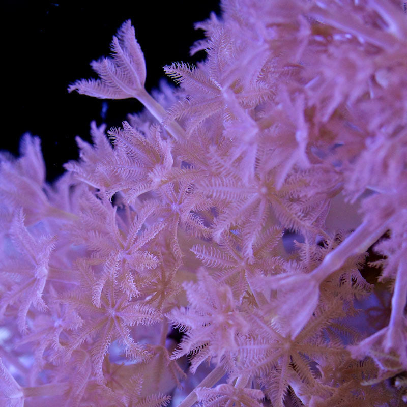 Pulsing Xenia - cut to order 1.5”-2” frags Concrete Blonde Aquatics