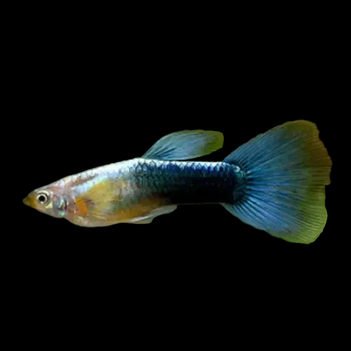 Blue Neon Guppy - Male