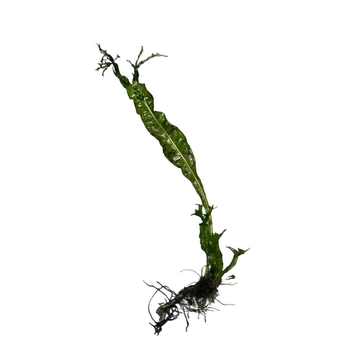Microsorum pteropus 'Windelev' - loose Tropica