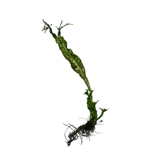 Microsorum pteropus 'Windelev' - loose Tropica